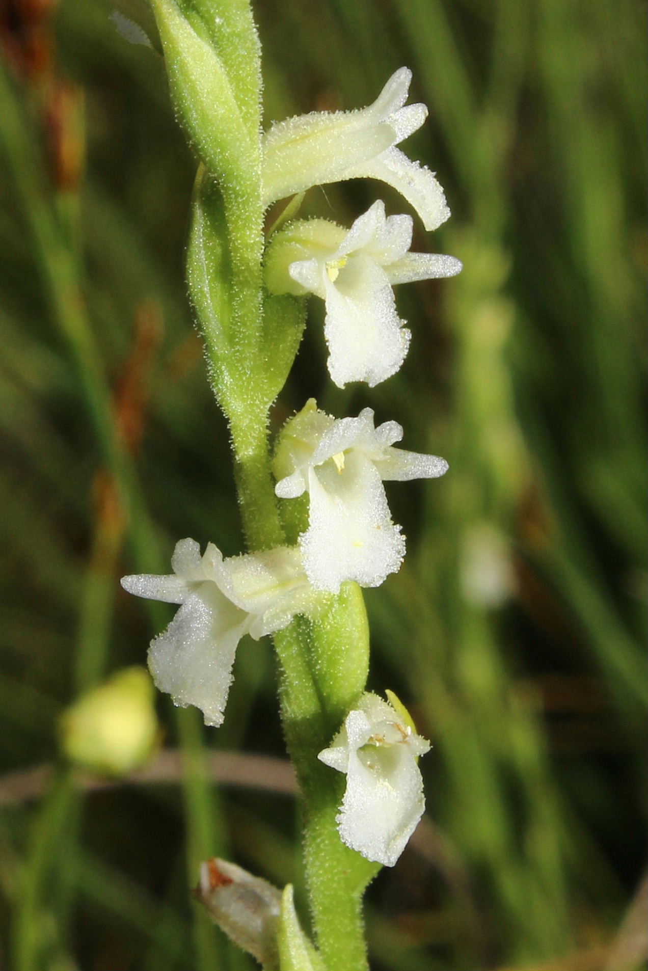 Spiranthes aestivalis - Parco dellAveto (GE)